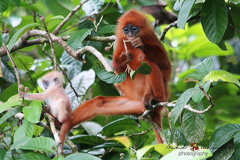 Red Leaf Monkey (Presbytis rubicunda) After some intensive search, we were rewarded by getting close to a family of these beautiful Red Leaf Monkeys feeding in the Danum Valley, Malaysia. Danum Valley,Malaysia,Maroon leaf monkey,Mehd Halaouate,Presbytis rubicunda