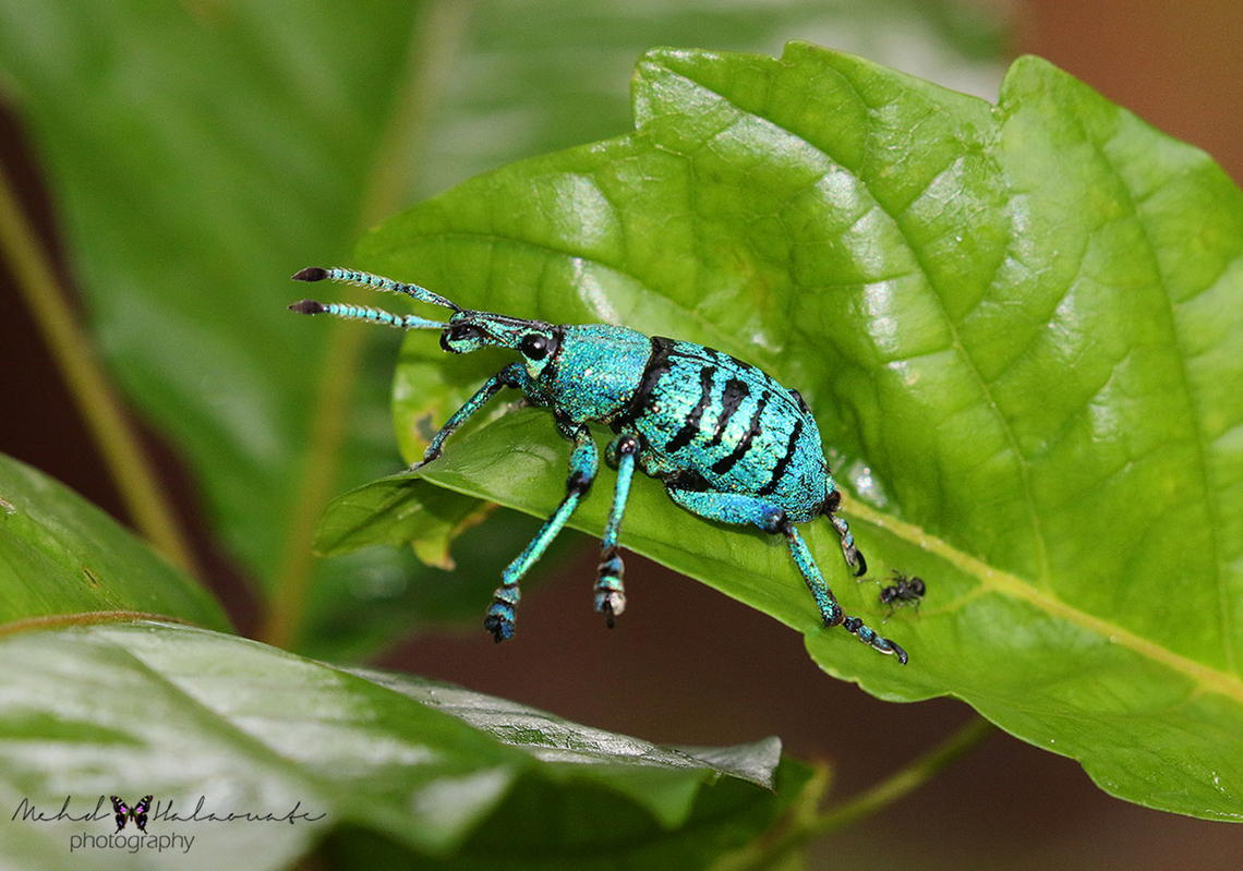 Azure Weevil (Eupholus geoffroyi) A strong colour display in the darkest forest of New Guinea. Eupholus geoffroyi,Indonesia,Jayapura,Mehd Halaouate,New Guinea,Papua