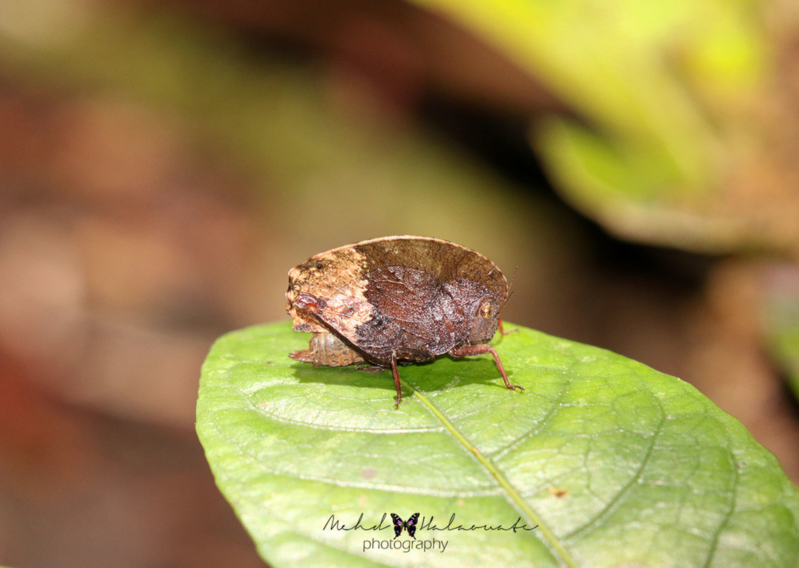 Pygmy Grasshopper (Tetrigidae) Some of the strange forest ground-dwelling insects in New Guinea are these Pygmy Grasshoppers. Indonesia,Jayapura,Mehd Halaouate,New Guinea,Papua,Pygmy Grasshopper
