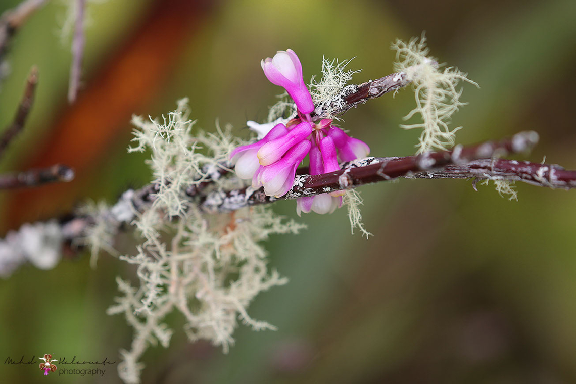Dendrobium obtusum This is an amazing orchid species found in the Snow Mountains region in Papuan Highlands, Indonesia. Baliem Valley,Dendrobium obtusum,Indonesia,Mehd Halaouate,New Guinea,Papua,Snow Mountains