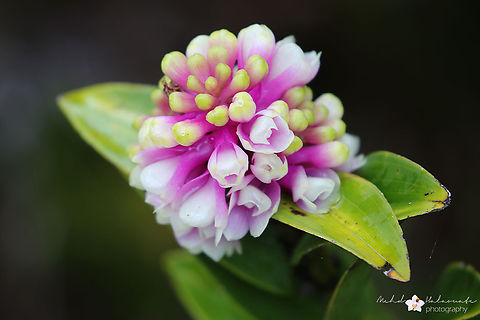 Dendrobium obtusum  Baliem Valley,Dendrobium obtusum,Indonesia,Snow Mountains,West Papua.,mehd Halaouate