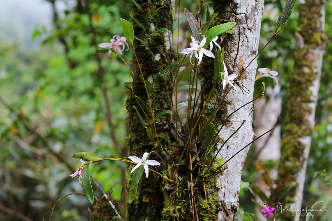 Dendrobium centrale An orchid species I was thrilled to find blooming in the Arfak Mountains, Papua, Indonesia. Arfak Mountains,Dendrobium centrale,Indonesia,Mehd Halaouate,Papua,orchid
