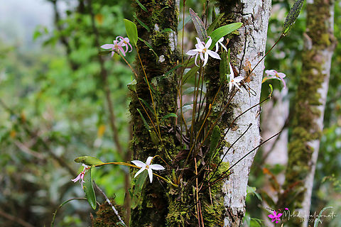 Dendrobium centrale An orchid species I was thrilled to find blooming in the Arfak Mountains, Papua, Indonesia. Arfak Mountains,Dendrobium centrale,Indonesia,Mehd Halaouate,Papua,orchid
