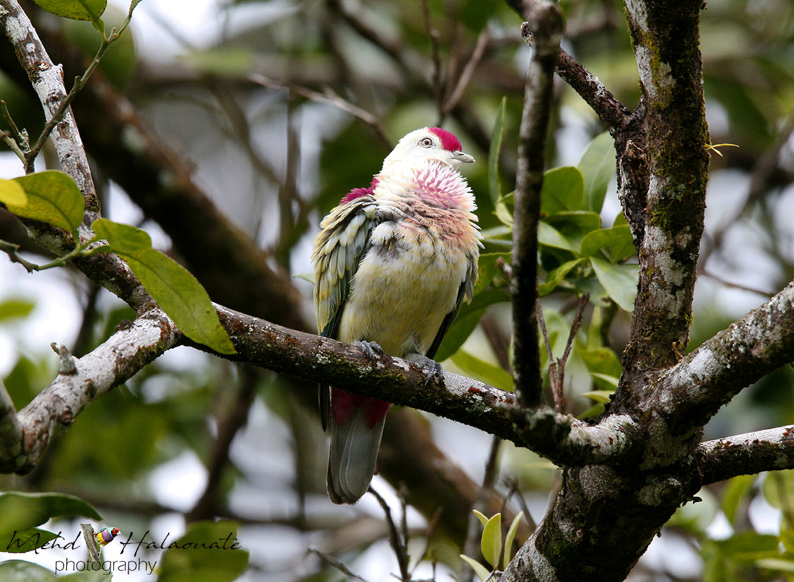Fiji Many-coloured Fruit-dove (Ptilinopus perousii) From Taveuni island comes this beauty. It was not a common species in the area we visited. Fiji,Many-colored fruit dove,Mehd Halaouate,Ptilinopus perousii,Taveuni,wild,wildlife