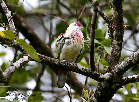 Fiji Many-coloured Fruit-dove (Ptilinopus perousii) From Taveuni island comes this beauty. It was not a common species in the area we visited. Fiji,Many-colored fruit dove,Mehd Halaouate,Ptilinopus perousii,Taveuni,wild,wildlife