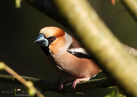 Hawfinch (Coccothraustes coccothraustes) One of my favourite species from Sweden. Far from common and a joy to encounter every time. Coccothraustes coccothraustes,Floby,Hawfinch,Mehd Halaouate,Sweden,wildlife