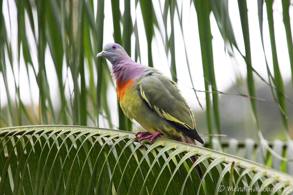Pink necked Green Pigeon (Treron vernans) Another one of the beautiful Green Pigeon species. This species has a vast distribution and is found in many countries in Asia. Baluran National Park,East Java,Indonesia,Mehd Halaouate,Treron vernans,pink necked green pigeon