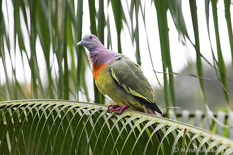 Pink necked Green Pigeon (Treron vernans) Another one of the beautiful Green Pigeon species. This species has a vast distribution and is found in many countries in Asia. Baluran National Park,East Java,Indonesia,Mehd Halaouate,Treron vernans,pink necked green pigeon