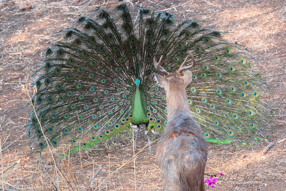 Green Peacock - Grön påfågel (Pavo_muticus) Confrontation at the water hole Deer,Green peafowl,Indonesia,Java,Mehd Halaouate,Pavo muticus,wildlife