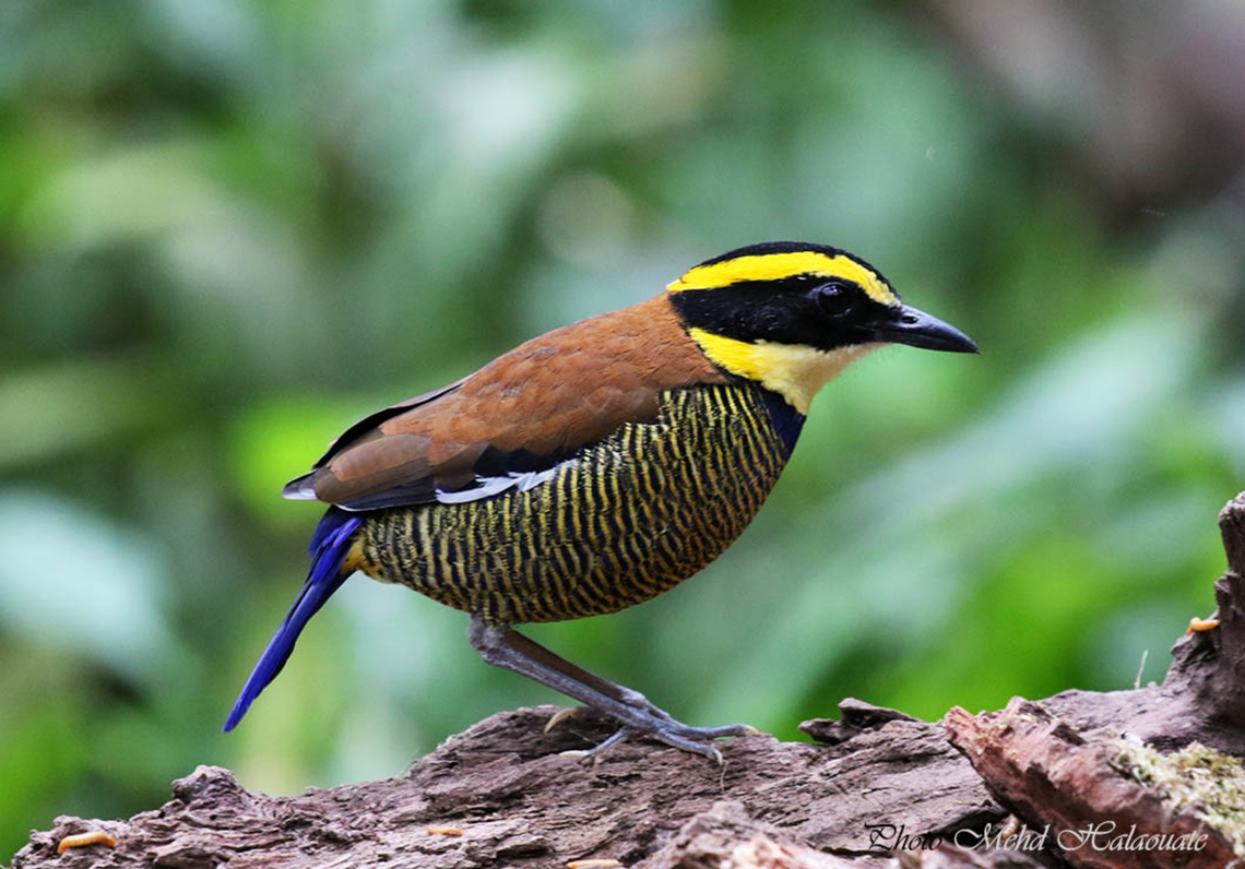 Javan banded pitta (Hydrornis_guajanus) One of those elusive species that I got the chance to photograph on Java island, Indonesia. Hydrornis guajanus,Indonesia,Java,Javan banded pitta,Mehd Halaouate,wildlife