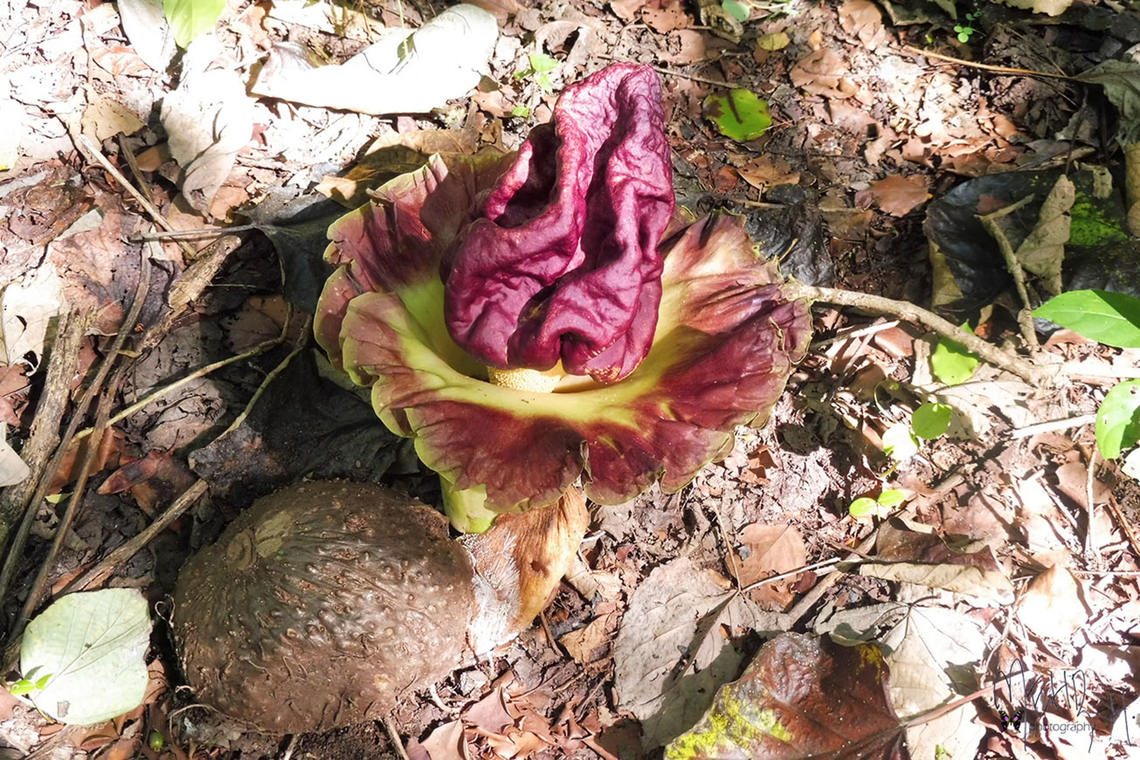 The stinky one, Amorphophallus paeoniifolius One of these stinky flowers that are adored by flies. Amorphophallus paeoniifolius,Elephant foot yam,Indonesia,Lombok island,Mehd Halaouate