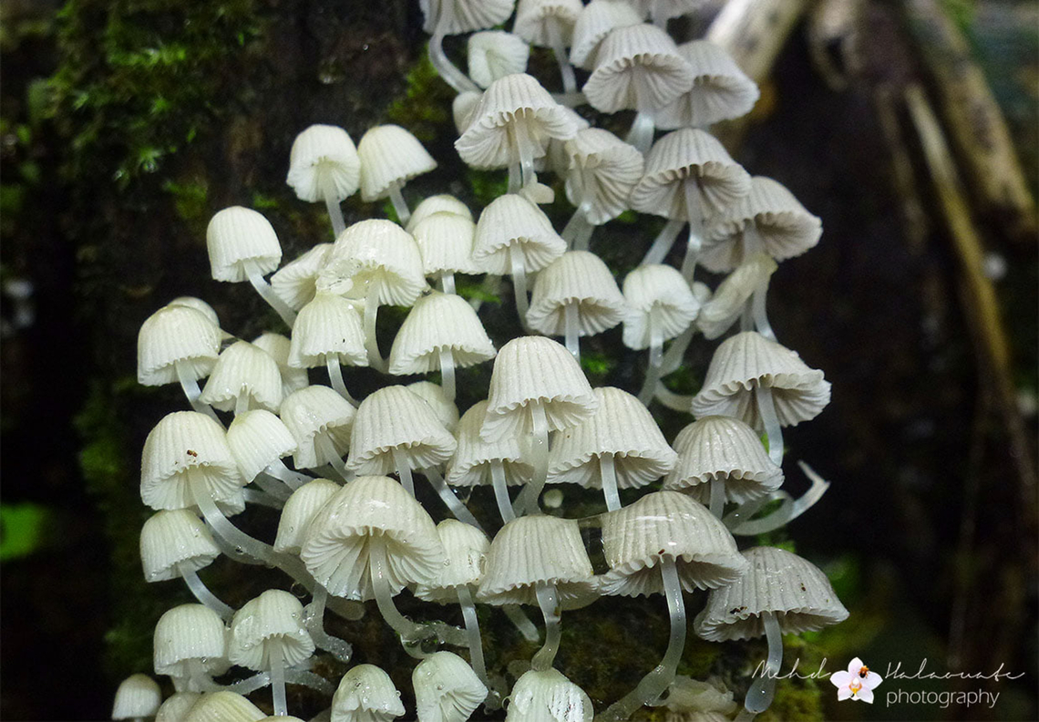 Coprinellus disseminatus These agaric fungi were photographed in the Jayapura region, Papua Coprinellus disseminatus,Indonesia,Mehd Halaouate,Mushroom,New Guinea,Papua,flora