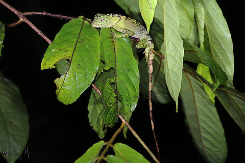 Borneo Forest Dragon (Gonocephalus bornensis) This beautiful specimen was photographed during a night walk looking for owls in the Danum Valey, Malaysia. Borneo Anglehead Lizard,Danum Valley,Gonocephalus bornensis,Malaysia,Mehd Halaouate