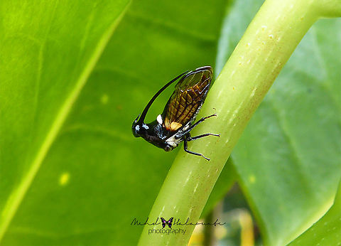 Horned Treehopper ( Leptocentrus taurus) This weird-looking tiny insect is a Horned Treehopper. Not an easy one to find as it avoids coming to the open and always keeps hidden between the leaves. This one was photographed in the gardens of an amazing Eco Lodge called Sarinbuana here in Bali island, Indonesia. Bali island,Eggplant Horned Planthopper,Horned.,Indonesia,Leptocentrus taurus,Mehd Halaouate,Sarinbuana Eco Lodge,Treehopper