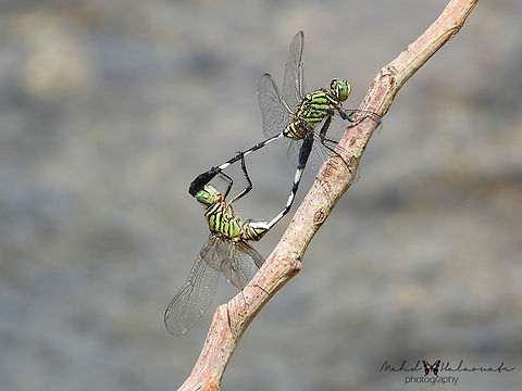 Green Marsh Hawks (Orthetrum sabina) The mating of these formidable hunters. Dragonfly,Indonesia,Mehd Halaouate,Orthetrum sabina,Slender skimmer,Sumbawa