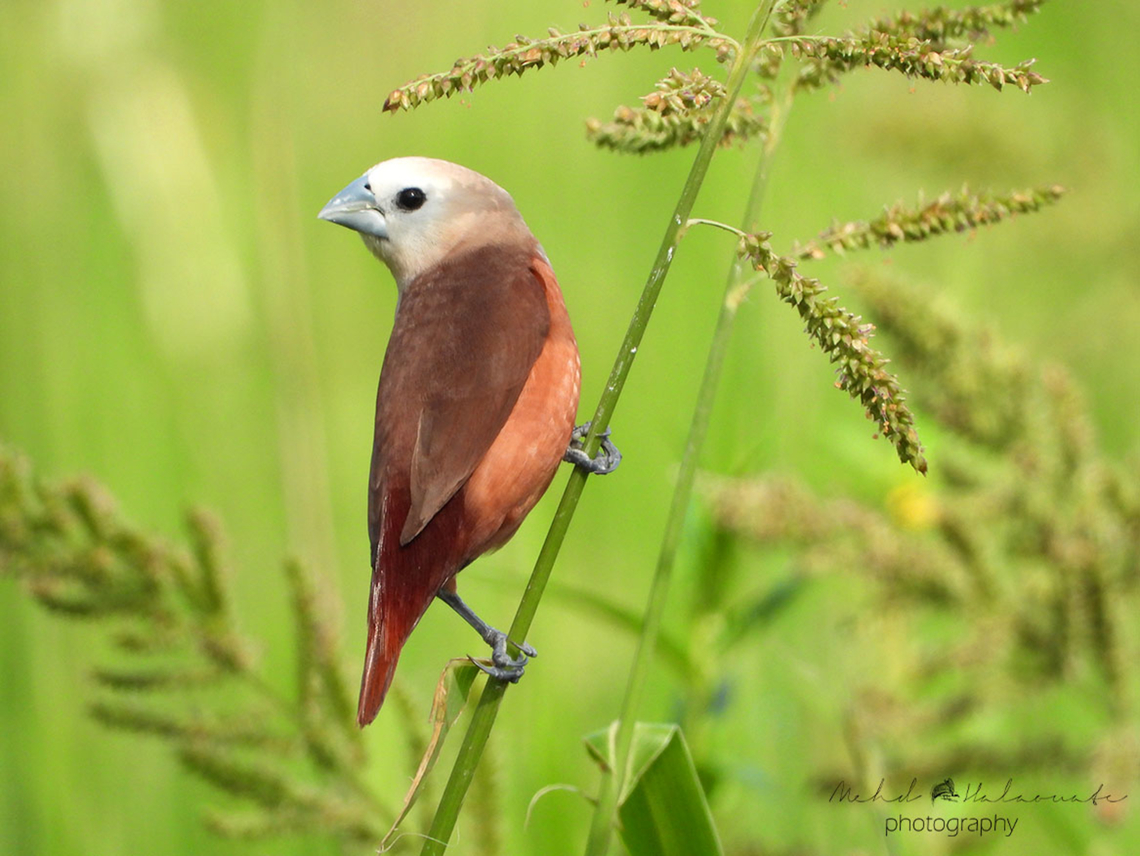 Pale-headed Munia One of the munia or mannikin species that feed on the rice in the ricefield thus creating a conflict with the local farmers. Some of the farmers don&acute;t mind the birds getting their share but some will try anything to scare the birds from landing in their fields. Indonesia,Lonchura pallida,Mannikin,Marenteh,Mehd Halaouate,Pale-headed munia,Sumbawa