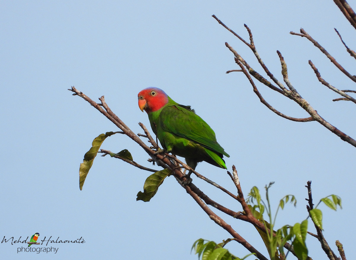 Red-cheeked parrot (Geoffroyus geoffroyi floresianus) One of the stunning parrot species that inhabit many islands in Indonesia including Papua. It is also found in Cape York in Australia. This is the male. Geoffroyus geoffroyi,Indonesia,Mehd Halaouate,Red-cheeked parrot,Sumbawa,floresianus