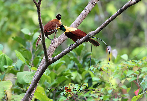 Paradisaea rubra One of the 3 birds of paradise species seen well on Waigeo island, Raja Ampat, Papua. This is a pair with the male being extravagant with his 2 wires and his beautiful outfit. The female, who takes care of the breeding from building a nest, laying, incubating and taking care of the chicks all alone, does not need those extras flashy things as she will rely on her modest colors to avoid predators. Birdinindonesia,Geotagged,Indonesia,Mehd Halaouate,Papua,Paradisaea rubra,Red bird-of-paradise,Spring,Wwigeo island,wildlife