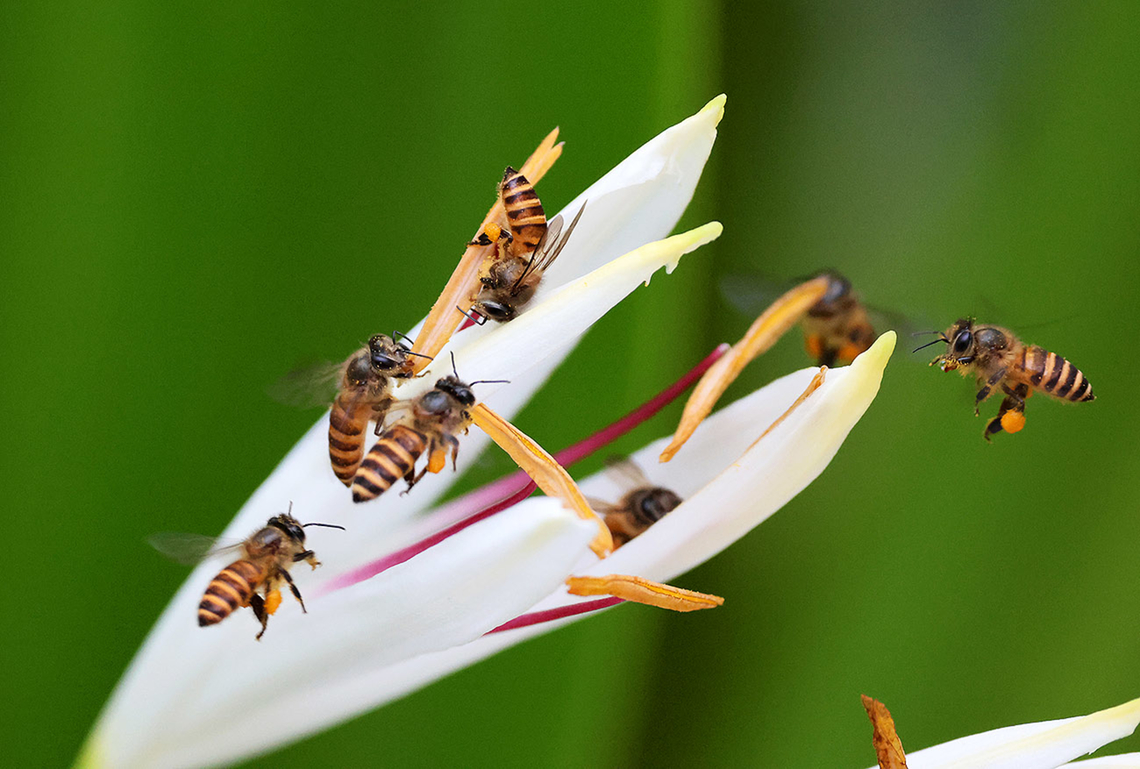 Bees busy with the pollination I couldn&acute;t miss out of the show these bees were offering while walking a garden. Apis cerana,Eastern honey bee,Geotagged,Indonesia,Lesser Sundas,Mehd Halaouate,Spring,Sumba