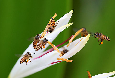Bees busy with the pollination I couldn&acute;t miss out of the show these bees were offering while walking a garden. Apis cerana,Eastern honey bee,Geotagged,Indonesia,Lesser Sundas,Mehd Halaouate,Spring,Sumba