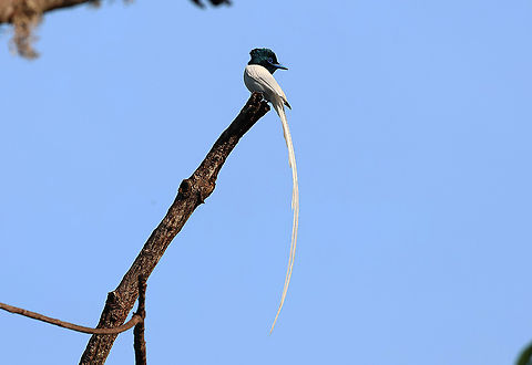 Blyth´s paradise flycatcher (Terpsiphone affinis) One of the most beautiful flycatcher species on the planet. Watching these males fly with these streamers was a spectacular sight. Unlike the birds of paradise, the males of these birds assist the female with the breeding and the feeding of the chicks. Birdingindonesia,Blyths paradise flycatcher,Geotagged,Indonesia,Mehd Halaouate,Spring,Sumba,Terpsiphone affinis