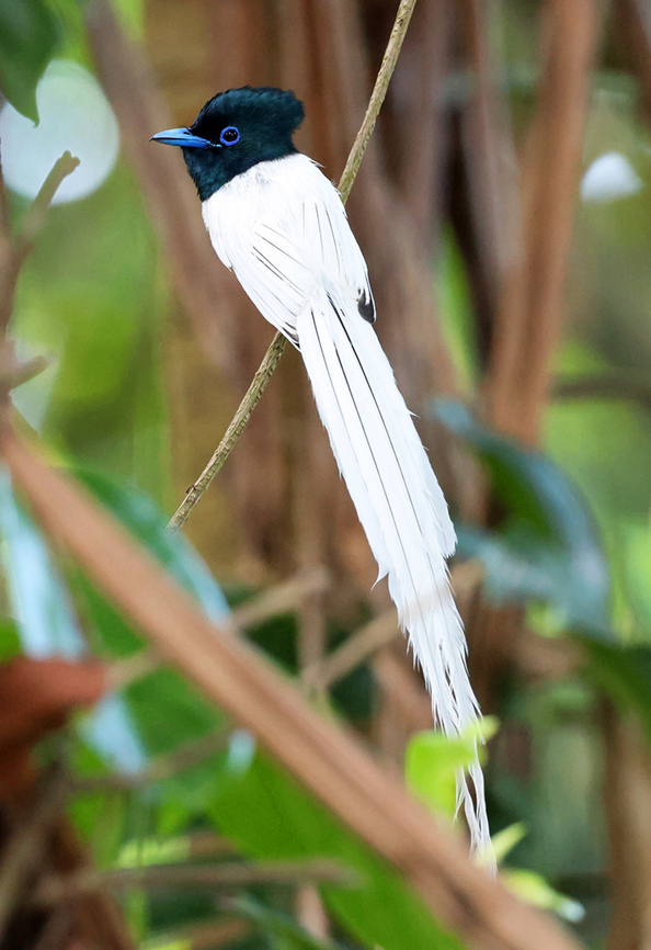 Blyths paradise flycatcher (Terpsiphone affinis) Male Blyth&acute;s Paradise Flycatcher are an amazing species to watch flying around. Birdingindonesia,Blyths paradise flycatcher,Geotagged,Indonesia,Mehd Halaouate,Spring,Sumba,Terpsiphone affinis