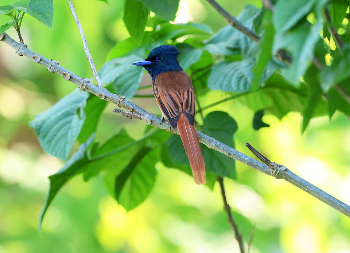 Blyth's paradise flycatcher (Terpsiphone_affinis) female This is the female of the Blyth&#039;s paradise flycatcher species. She is also a beautiful bird in her rights. Birdingindonesia,Blyths paradise flycatcher,Geotagged,Indonesia,Mehd Halaouate,Spring,Sumba,Terpsiphone affinis