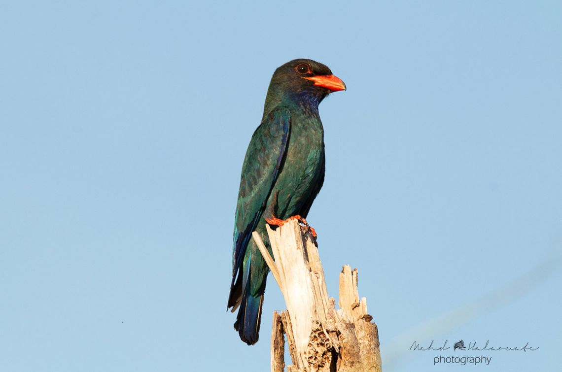 Dollarbird, Waigeo´s Breeding species On Waigeo island in Papua there are 2 different subspecies of the Dollarbirds, a migrating population and a breeding population. This one belongs to the breeding population as the colors are much brighter and stronger. Birdingindonesia,Dollarbird,Eurystomus orientalis,Geotagged,Indonesia,Mehd Halaouate,Papua,Waigeo