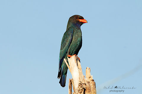 Dollarbird, Waigeo&acute;s Breeding species On Waigeo island in Papua there are 2 different subspecies of the Dollarbirds, a migrating population and a breeding population. This one belongs to the breeding population as the colors are much brighter and stronger. Birdingindonesia,Dollarbird,Eurystomus orientalis,Geotagged,Indonesia,Mehd Halaouate,Papua,Waigeo