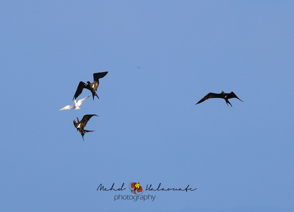 Lesser Frigatebirds harassing a Common Tern Lesser Frigatebirds harassing a Common Tern so it will drop it catch for them. It looks rough but I still haven&acute;t seen any terns get injured in the process. Birdingindonesia,Fregata ariel,Geotagged,Indonesia,Lesser frigatebird,Mehd Halaouate,Papua,Waigeo