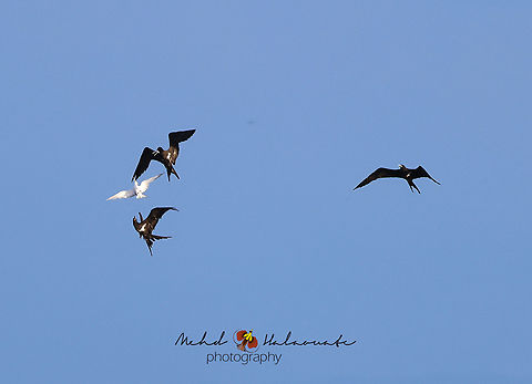 Lesser Frigatebirds harassing a Common Tern Lesser Frigatebirds harassing a Common Tern so it will drop it catch for them. It looks rough but I still haven&acute;t seen any terns get injured in the process. Birdingindonesia,Fregata ariel,Geotagged,Indonesia,Lesser frigatebird,Mehd Halaouate,Papua,Waigeo
