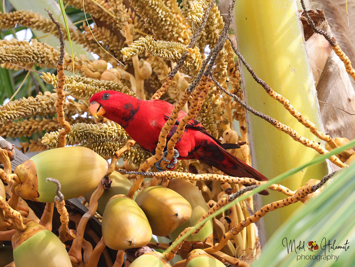 Violet-necked Lory FEEDING A Violet-necked Lory feeding on the nectar extracted from the flowers of the coconut palm. Birdingindonesia,Eos squamata,Geotagged,Indonesia,Mehd Halaouate,Papua,Spring,Violet-necked Lory,Waigeo