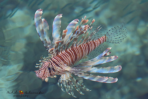 The Red Lionfish We had 2 of these beautiful but poisonous fish coming to the shallows for us to get some great views of. This photograph was taken from land. Birdinindonesia,Geotagged,Indonesia,Mehd Halaouate,Papua,Pterois volitans,Raja Ampat,Red lionfish