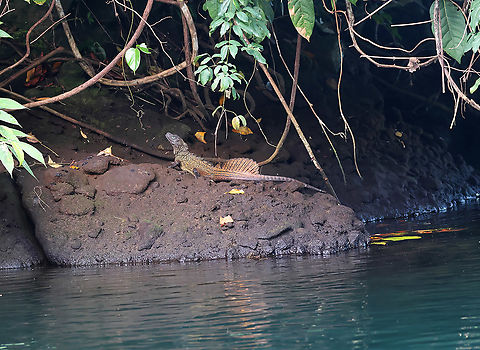 Philippine sailfin lizard