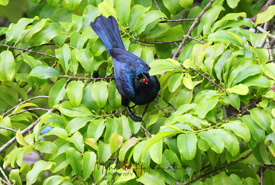 Glossy-mantled Manucode (Manucodia ater) This species belongs to the Birds of Paradise family. There are 5 known Manucode species and all of them are restricted to the New Guinea region. Birdingindonesia,Geotagged,Glossy-mantled manucode,Indonesia,Manucodia ater,Mehd Halaouate,New Guinea,Papua,bird of paradise