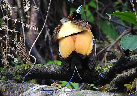 Magnificent bird of paradise Cicinnurus magnificus This is the male bird. Arfak,Birdingindonesia,Cicinnurus magnificus,Geotagged,Indonesia,Magnificent bird-of-paradise,Mehd Halaouate,Papua