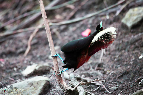 Magnificent bird of paradise Cicinnurus magnificus A male on displaying mood to seduce the females that are around. Arfak,Birdingindonesia,Cicinnurus magnificus,Geotagged,Indonesia,Magnificent bird-of-paradise,Mehd Halaouate,Papua