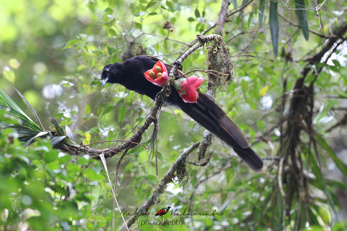 Arfak Astrapia (Astrapia nigra) Arfak Astrapia belongs to the birds of paradise family. It is endemic the Arfak Mountains thus its name. It is not a common species so finding one is somewhat a challenging experience. Here is the female of the species. Arfak Astrapia,Astrapia nigra,Birdingindonesia,Geotagged,Indonesia,Mehd Halaouate,Spring,Vogelkop,West Papua