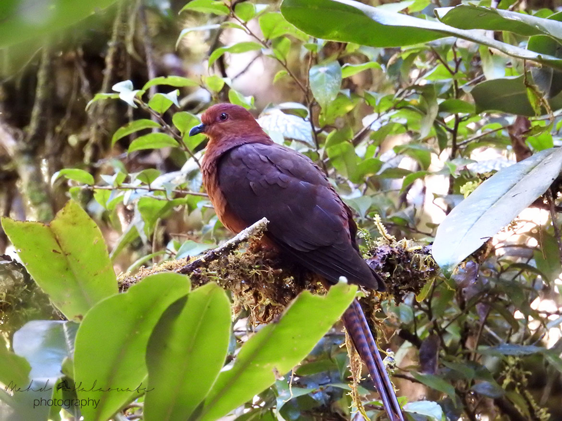 Bar-tailed Cuckoo Dove (Macropygia nigrirostris)  Bar-tailed cuckoo-dove,Birdingindonesia,Geotagged,Indonesia,Macropygia nigrirostris,Mehd Halaouate,New Guinea,Papua