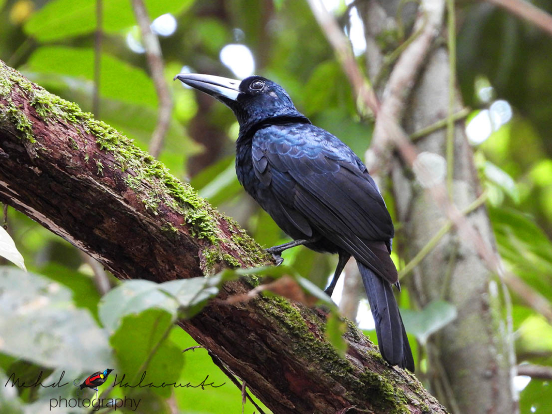 Black Butcherbird (Melloria quoyi quoyi)  Birdingindonesia,Black butcherbird,Fall,Geotagged,Indonesia,Mehd Halaouate,Melloria quoyi,Raja Ampat,Waigeo