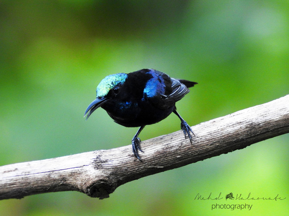 Black Sunbird (Leptocoma aspasia auriceps) The male of the Black Sunbird species is a stunner. This subspecies is from Halmahera island, North Maluku, Indonesia. Birdingindonesia,Black sunbird,Fall,Geotagged,Halmahera,Indonesia,Leptocoma sericea,Mehd Halaouate,North Maluku