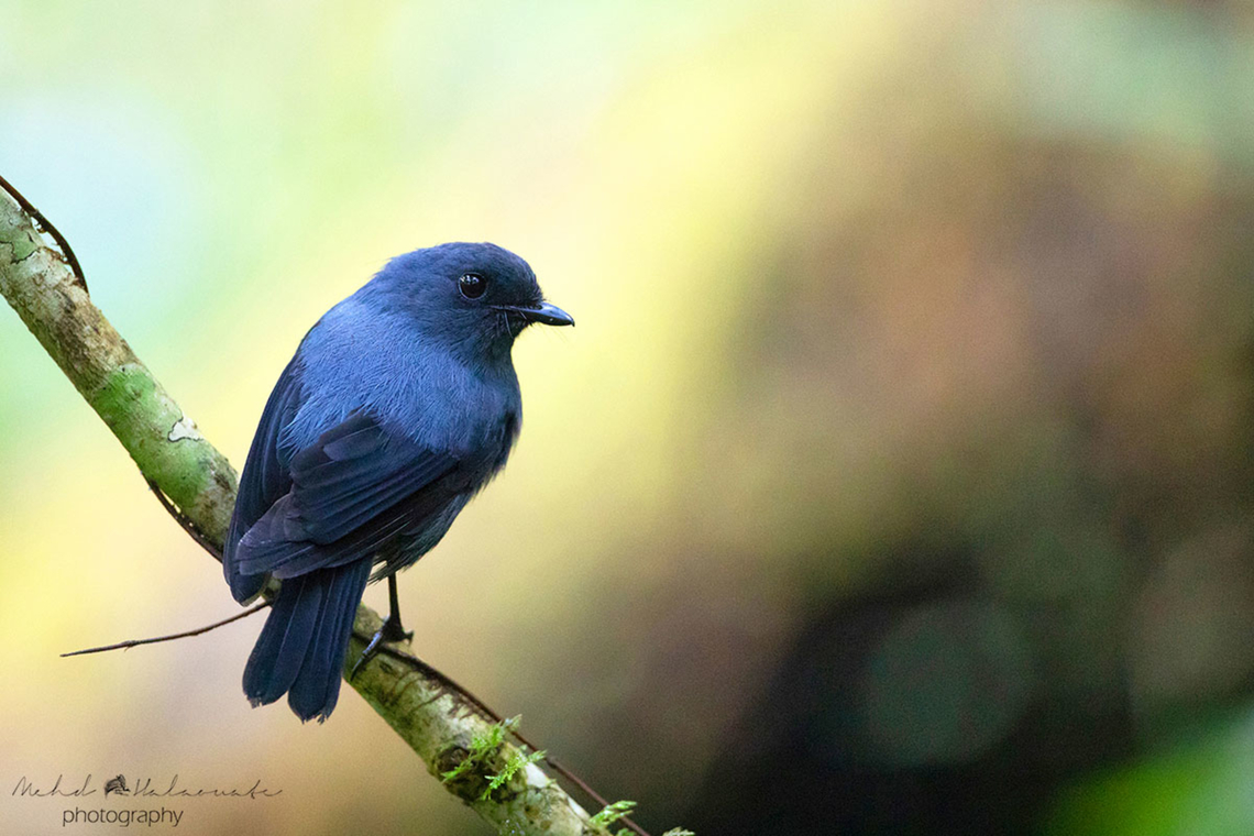 Blue-grey Robin  Arfak,Birdingindonesia,Blue-grey robin,Geotagged,Indonesia,Mehd Halaouate,Peneothello cyanus,Vogelkop