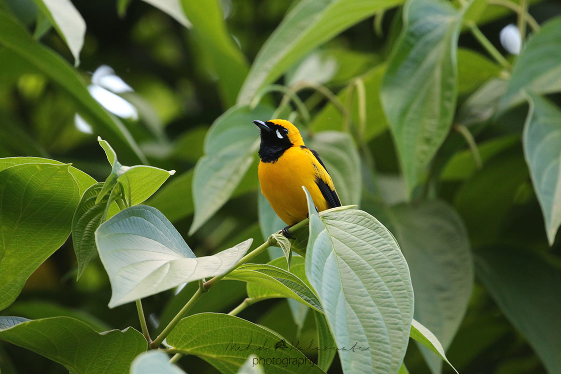 Golden Monarch (Carterornis chrysomela melanonotus) This is the male of the species. This subspecies was photographed on Waigeo island in Raja Ampat, West Papua, Indonesia. Birdingindonesia,Carterornis chrysomela,Geotagged,Golden monarch,Indonesia,Mehd Halaouate,Papua,Waigeo
