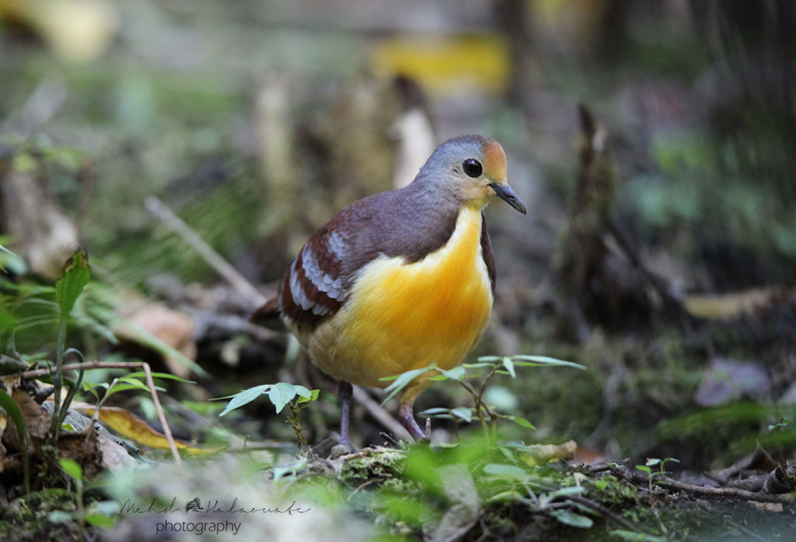 Cinnamon Ground Dove (Gallicolumba rufigula septentrionalis)  Arfak,Birdingindonesia,Cinnamon ground dove,Gallicolumba rufigula,Geotagged,Indonesia,Mehd Halaouate