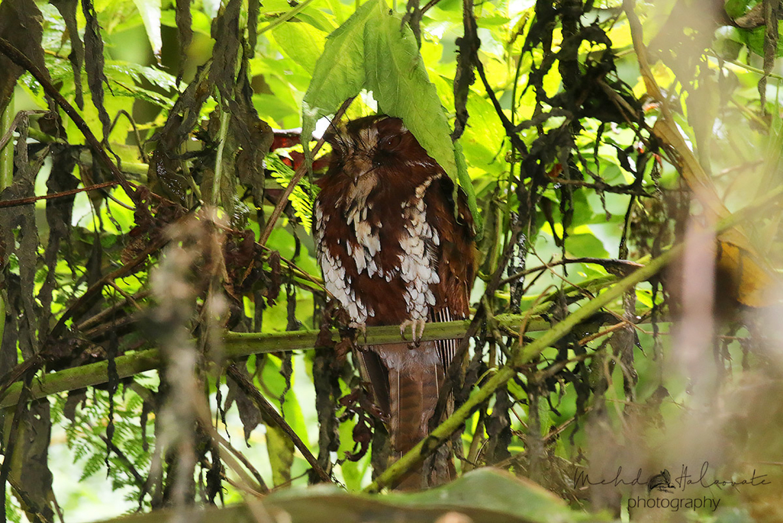 Feeline Owlet-nightjar  Aegotheles insignis,Arfak,Birdingindonesia,Feline owlet-nightjar,Geotagged,Indonesia,Mehd Halaouate