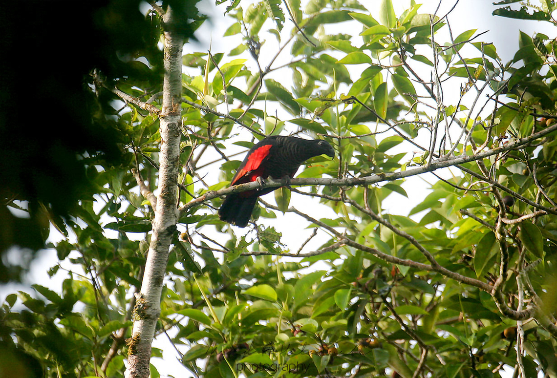 Pesquet´s parrot  Birdingindonesia,Geotagged,Indonesia,Mehd Halaouate,Pesquets Parrot,Psittrichas fulgidus,Taja
