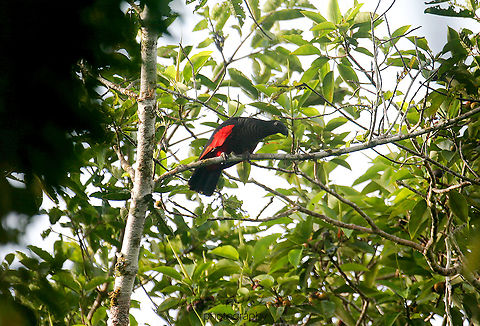 Pesquet´s parrot  Birdingindonesia,Geotagged,Indonesia,Mehd Halaouate,Pesquets Parrot,Psittrichas fulgidus,Taja