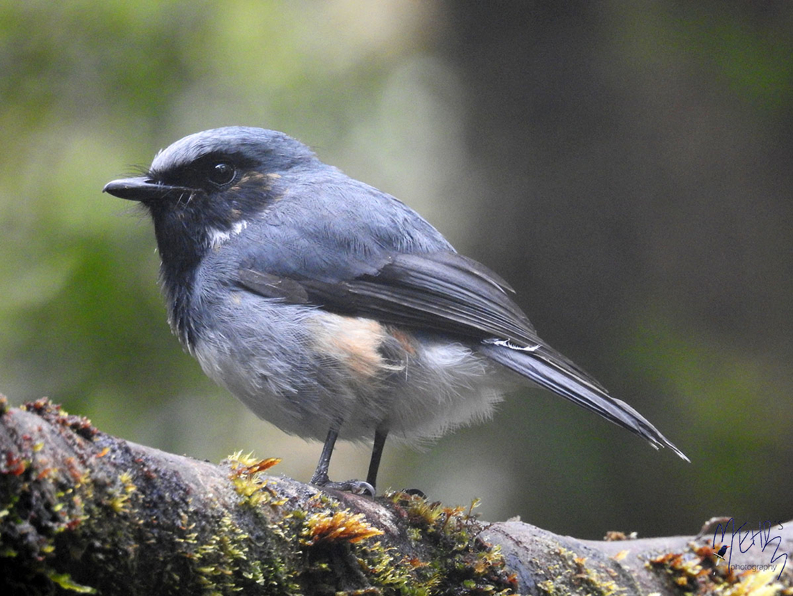 Black-throated Robin  Arfak,Birdingindonesia,Black-throated robin,Geotagged,Indonesia,Mehd Halaouate,Plesiodryas albonotata