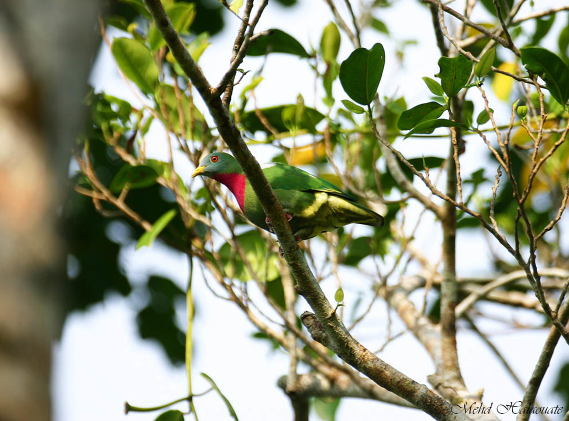Claret-breasted fruit-dove (Ptilinopus viridis geelvinkianus) This is the male of this subspecies found on Biak island, in the Geelvink Bay, Papua. Biak,Birdingindonesia,Claret-breasted fruit dove,Geelvink Bay,Geotagged,Indonesia,Mehd Halaouate,Ptilinopus viridis