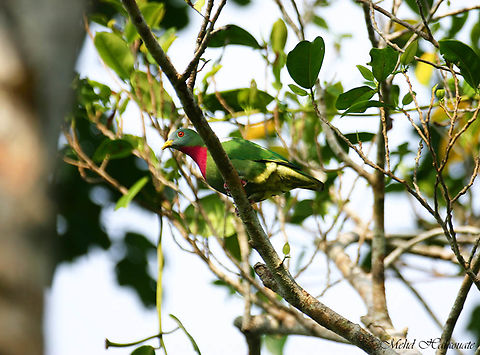 Claret-breasted fruit-dove (Ptilinopus viridis geelvinkianus) This is the male of this subspecies found on Biak island, in the Geelvink Bay, Papua. Biak,Birdingindonesia,Claret-breasted fruit dove,Geelvink Bay,Geotagged,Indonesia,Mehd Halaouate,Ptilinopus viridis